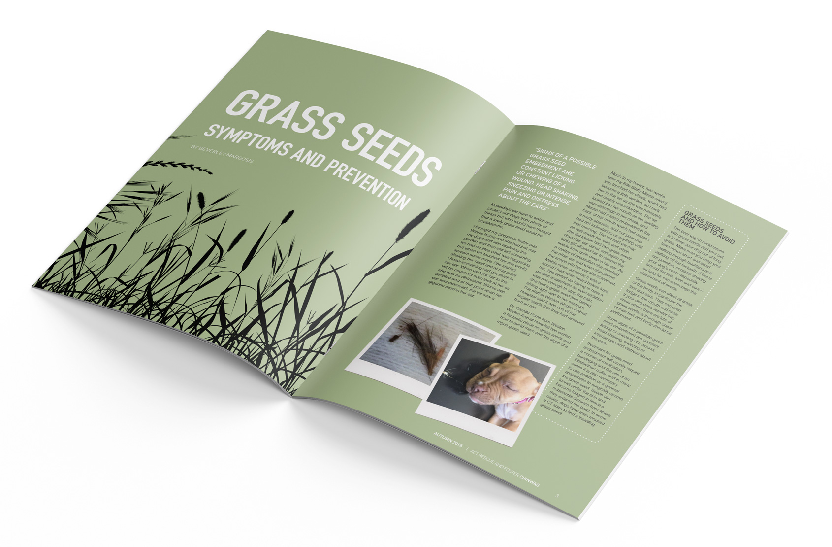 ARF Chinwag Magazine